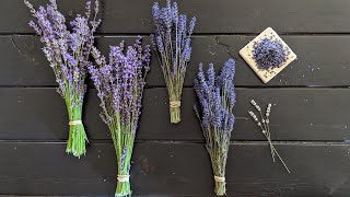 lavender plant types