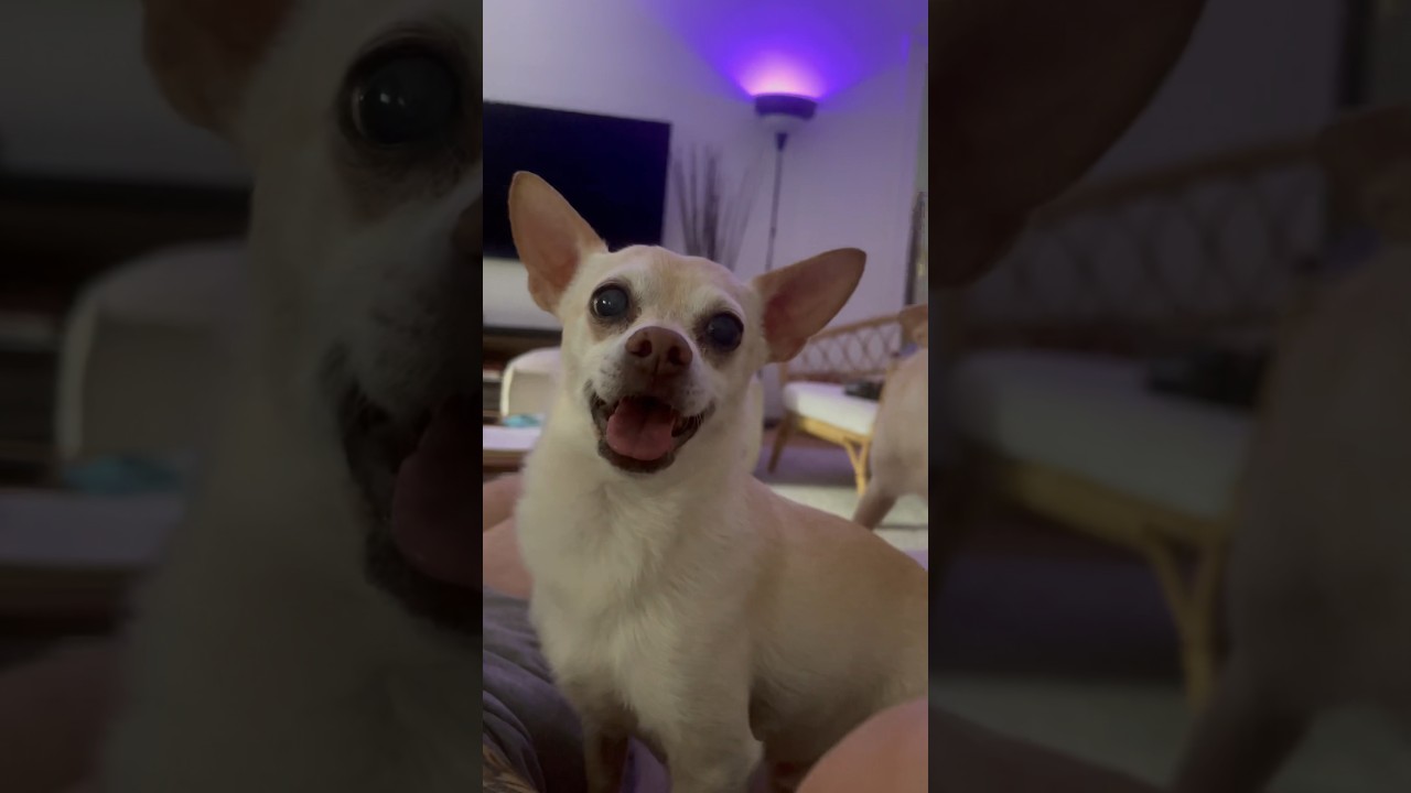 Chewys so cute when he’s hot 🐾 