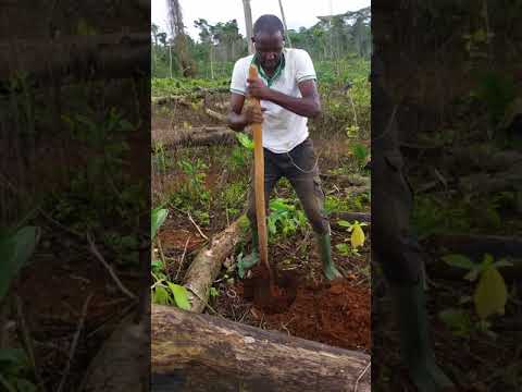 Vídeo: Plantar i deixar peònies d'arbres