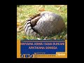 MNYAMA ADIMU DUNIANI KAKAKUONA APATIKANA SONGEA CHEKI MAAJABU YAKE MNYAMA ADIMU DUNIANI KAKAKUONA APATIKANA SONGEA CHEKI MAAJABU YAKE