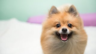 Do Pomeranians enjoy puzzle toys?