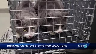 Animal Rescue League saves 24 cats from Des Moines home