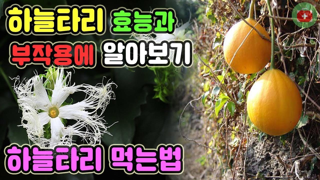 하늘타리 (하늘수박) 효능과 부작용에 알아보기. 하늘타리 먹는법 | SHARE 건강정보