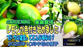 [XYOSSIY's Fruit Tree Channel] Mid-October 2025 What will October bring for various lemons? Grape...