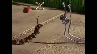 A Little Curious: Just Like Looking in a Mirror [Inchworm] (1998)