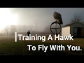 Falconry: How To Train A Hawk To Fly With You