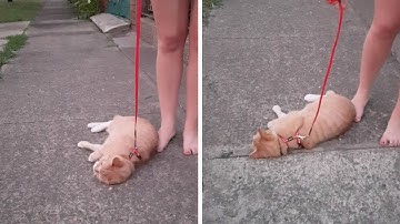 Lazy Cat Refuses To Walk