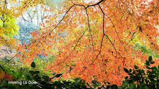 Cảnh Mùa Thu Đẹp Nao Lòng-  Phong CảnhThiên Nhiên Tuyệt Đẹp - Beautiful Autumn screenshot 1