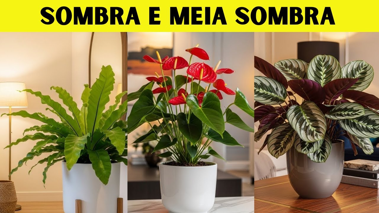 17 Plantas Perfeitas para Sombra e Meia-Sombra