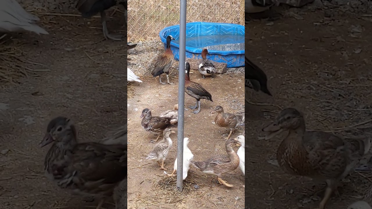 white face whistling tree ducks