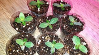 ПИКИРОВКА ЭУСТОМЫ🌺/СЕЗОН 2021/КАКОЙ У МЕНЯ ГРУНТ🤷‍♀️/ ВСХОДАМ ПОЧТИ 1.5 МЕСЯЦА🌱