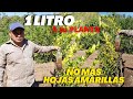 1 Litro a tu Limonero y dejara de tener hojas amarillas - Clorosis en cítricos - Falta de Hierro