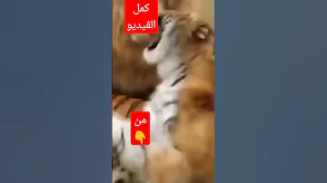الأسد ضد النمر أقوى المعارك 