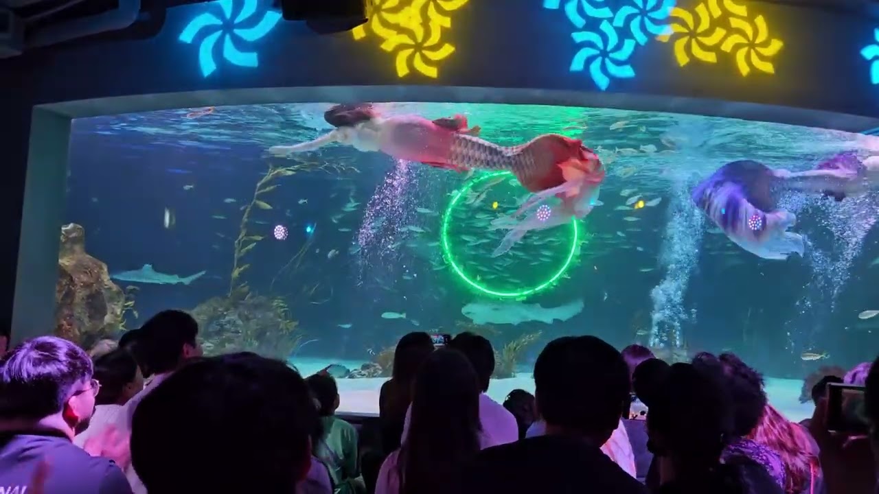 아쿠아플라넷63 인어공주 공연 (20240626)