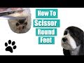 How To Clip & Scissor Round Feet | Havanese