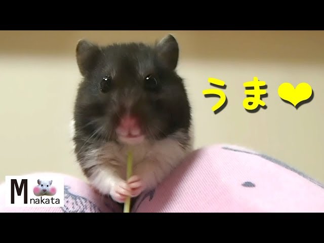 【ハムスター】可愛すぎ!豆苗が大好きなハムスターの口!おもしろ可愛い癒しThe mouth of a hamster that loves bean seedling is too cute!