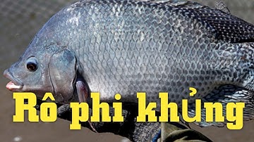 Câu đàn cá rô phi khủng giật mỏi tay luôn