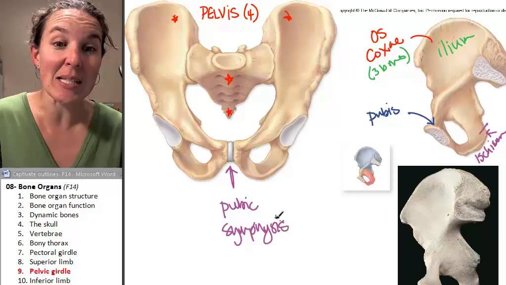 Bone Organs 9- Pelvic girdle 