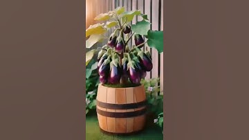 Best way to grow Eggplants in pots #gardening #satisfying #vegetables #viral #shorts