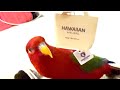 🍅HAWAIIAN AIRLINES🍋