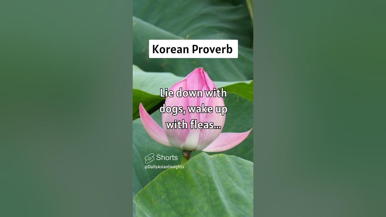 korean-proverb-lie-down-with-dogs-wake-up-with-fleas-shorts