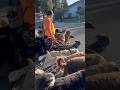 DOGEX:how to pass other dogs pt369 #dogsocialization #dogtraining #dogobedience #dogreaction #dog
