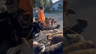 DOGEX:how to pass other dogs pt369 #dogsocialization #dogtraining #dogobedience #dogreaction #dog