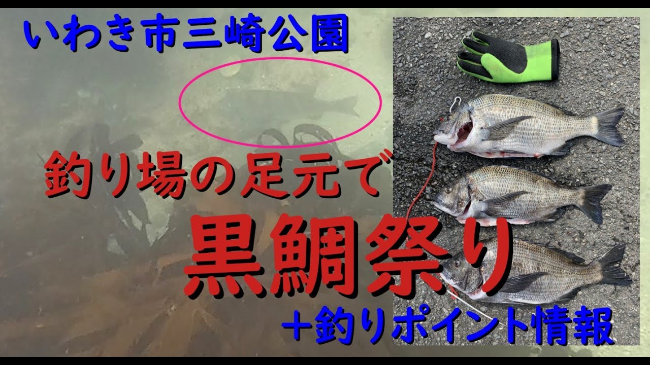 釣りポイント 釣り場の足元で黒鯛祭り発生 いわき市三崎公園 Youtube 釣りポイント 釣り場の足元で黒鯛祭り発生 いわき市三崎公園 Youtube
