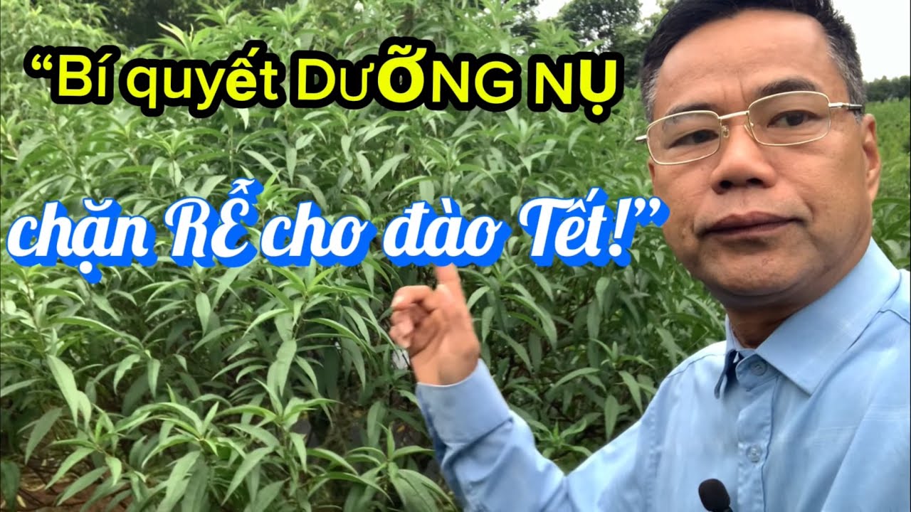 Cách Dưỡng Nụ Và Chặn Rễ Cho Đào Tết bí quyết Nhà Vườn