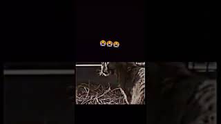 Sabtain Memories With Tiger 