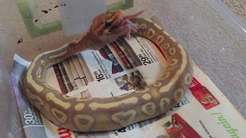 Baby Banana Ball Python Feeding Video... WARNING!  Mouse Stays Alive During the Eating Process.