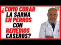 🟠 13 REMEDIOS CASEROS para combatir la SARNA en PERROS 🟠Como CURAR la SARNA en PERROS Naturalmente