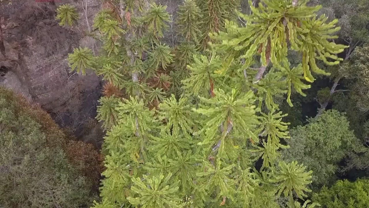 Australia firefighters save rare trees from ruin