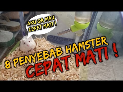 Video: Bagaimana Hamster Hidup