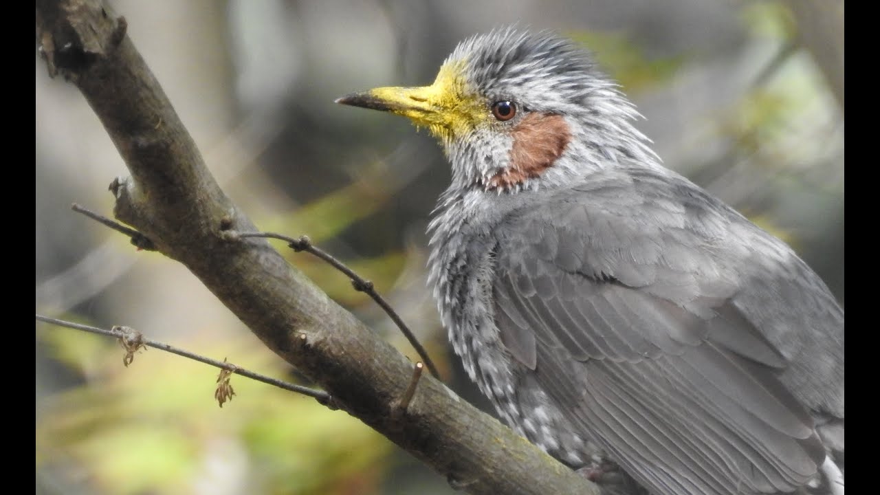 花粉だらけのヒヨドリ 4k Brown Eared Bulbul Youtube 花粉だらけのヒヨドリ 4k Brown Eared Bulbul Youtube