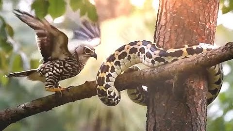 Owl Defends Its Nest from a Python Attack#ai#GPT#sora#openai#story#animal