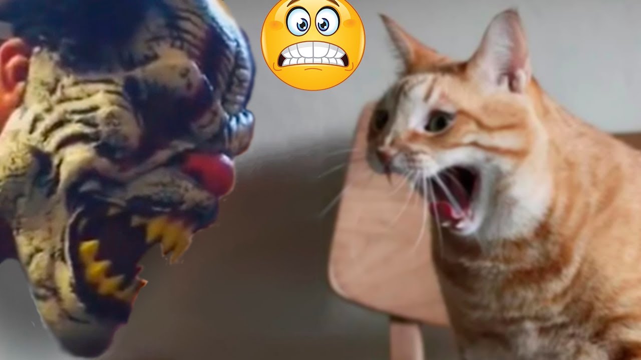 Scaredy Cats Compilation p1 #human #challenge #animals #fypシ゚