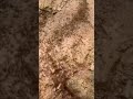 Millions of Ants Marching in a Perfect Line 😱 #ants #nature #antcolony