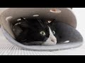 【定点観測】猫が眠るまでの20分間