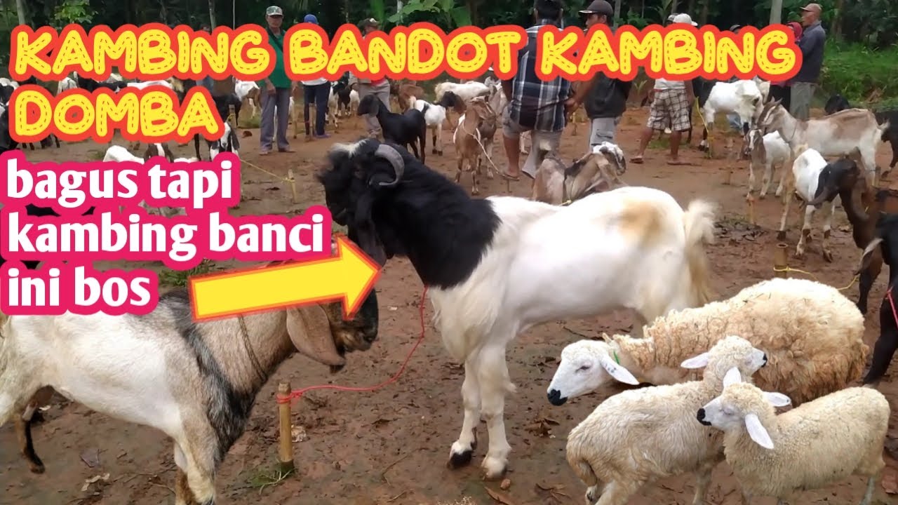 KAMBING BANDOT KAMBING BANCI DAN KAMBING DOMBA - YouTube