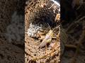 Grasshopper Locust  Camera To take a photo #usa#america#newyork#usatrend#usatrading