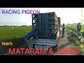 Kolaborasi  pelepasan merpati pos JOKER &amp; MATARAM #lombamerpati #merpatiposracing #racingpigeons