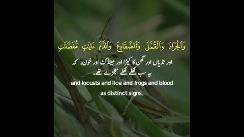 القارئ الشيخ ياسر الدوسري (سورة الاعراف آية 133) WITH URDU AND ENGLISH SUBTITLES