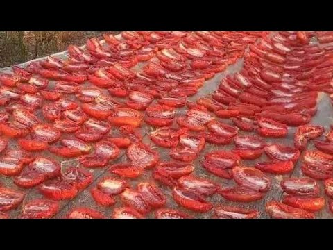 مشروع الطماطم المجففه تحقيق وتدقيق