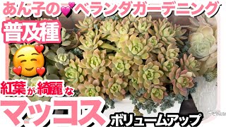 8/24🌺おすすめ多肉のマッコスDON❣️今年は更にボリュームアップ