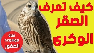 كيف تعرف الصقر الوكرى عن صقور الشاهين من مجرد نظره فقط