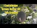 The Best Way to Grow Cantaloupe
