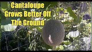 The Best Way to Grow Cantaloupe