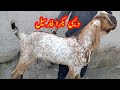 Pure desi makkhi china bakra for sale abid ali tv hasilpur