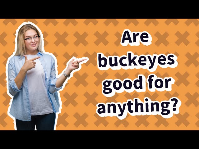 Are buckeyes good for anything? class=